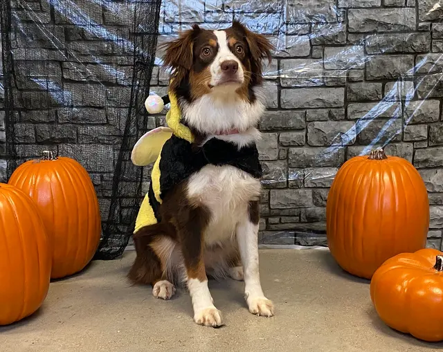 Camp Bow Wow Hutto — photo from the business 6