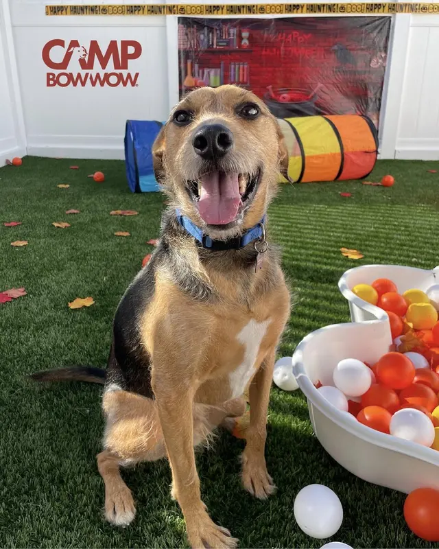 Camp Bow Wow Hutto — photo from the business 10