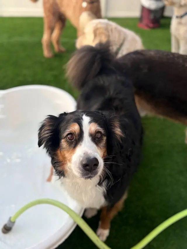 Camp Bow Wow Hutto — photo from the business 9