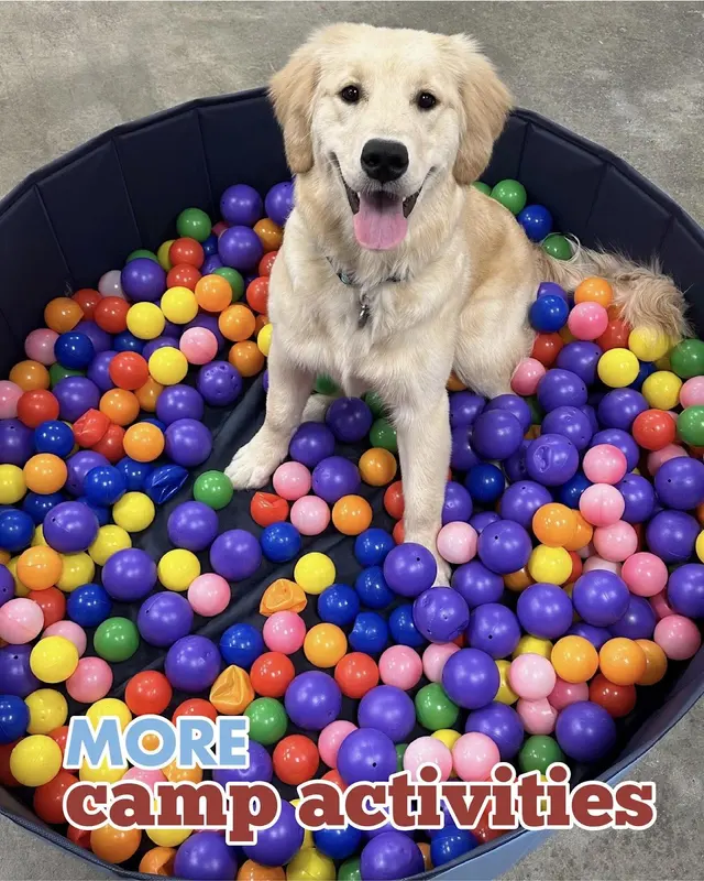 Camp Bow Wow Hutto — photo from the business 8