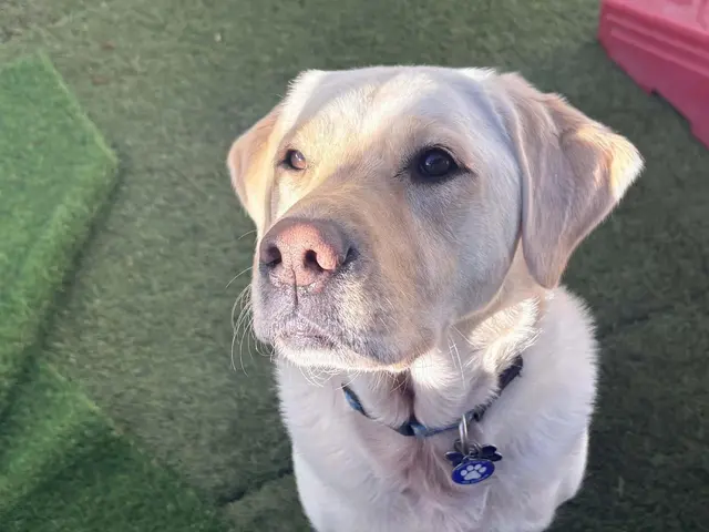 Camp Bow Wow Hutto — photo from the business 12