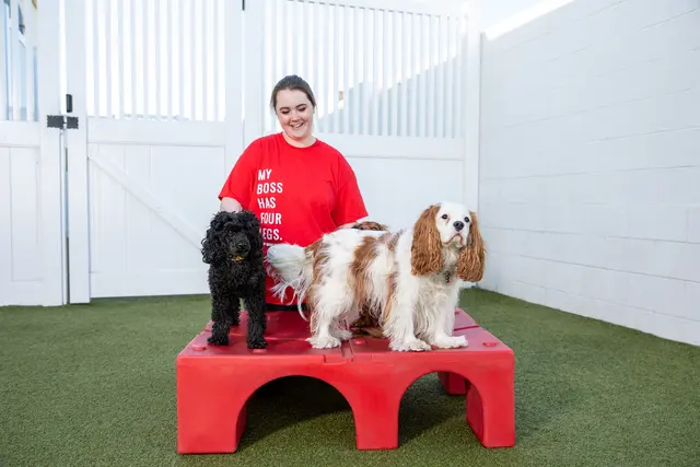 Camp Bow Wow Hutto — photo from the business 5