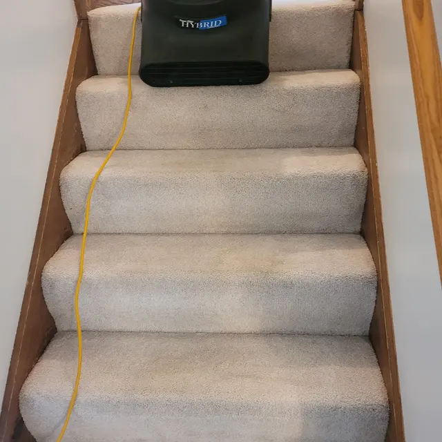 Best carpet cleaning Pro — photo from the business 3