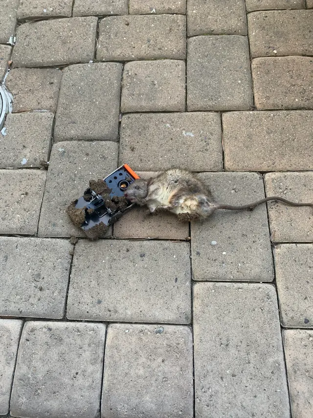 Xpert Rodent Solutions - Pest Control Service, San Mateo County, California — customer photo 3