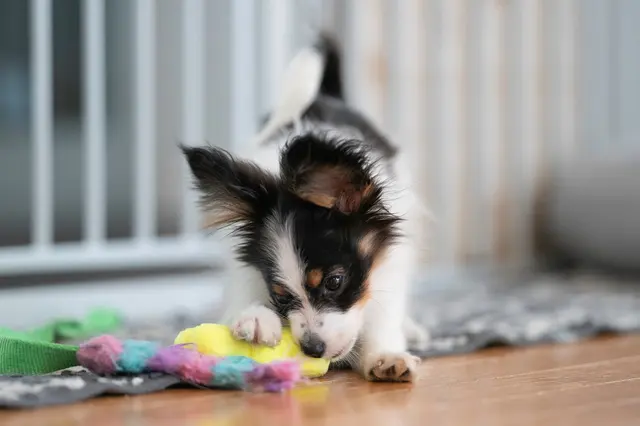 Happy Dog Lodge — photo from the business 7