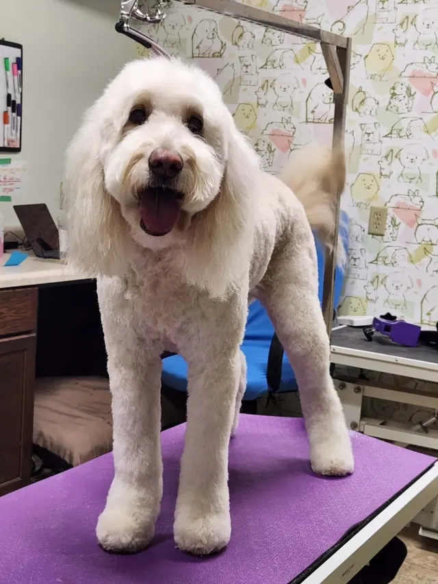 Happy Dog Lodge — photo from the business 1