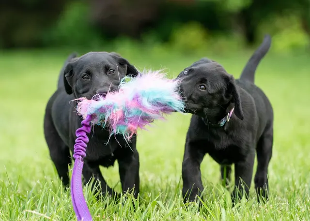 Happy Dog Lodge — photo from the business 3