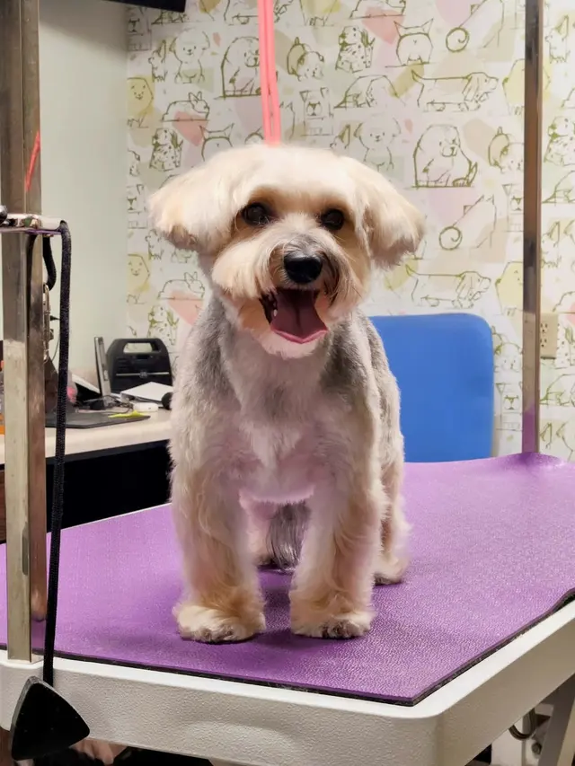 Happy Dog Lodge — photo from the business 11