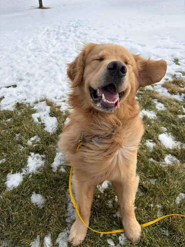 Happy Dog Lodge — photo from the business 4