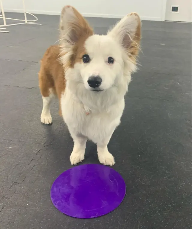 Happy Dog Lodge — customer photo 2