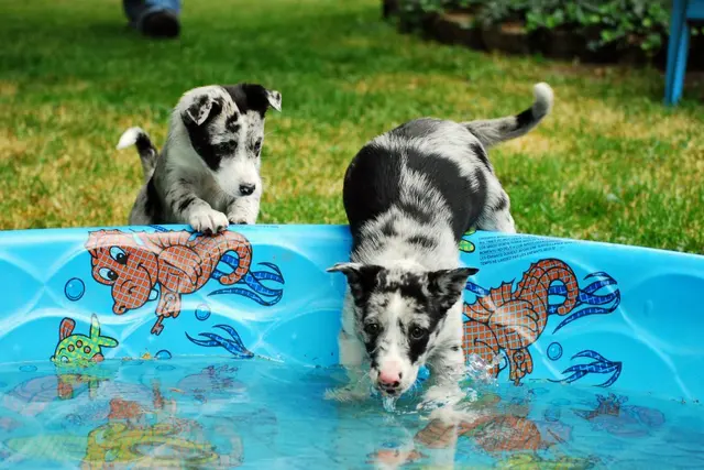 Happy Dog Lodge — photo from the business 5