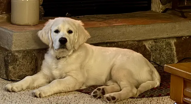 Happy Dog Lodge — customer photo 12