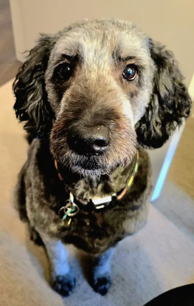 Happy Dog Lodge — customer photo 9