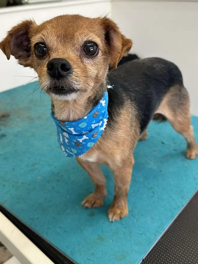 Northern Pawz Dog Grooming and Daycare — photo from the business 6