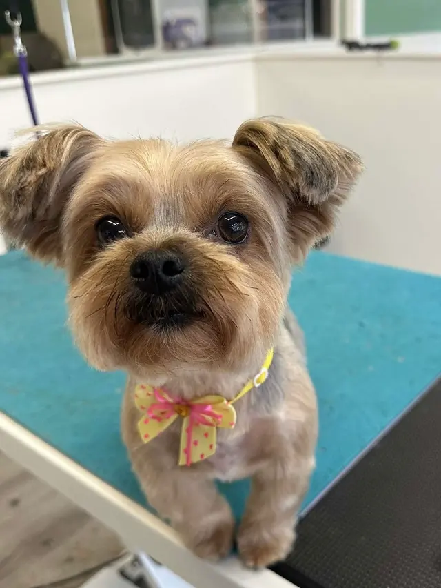 Northern Pawz Dog Grooming and Daycare — photo from the business 8