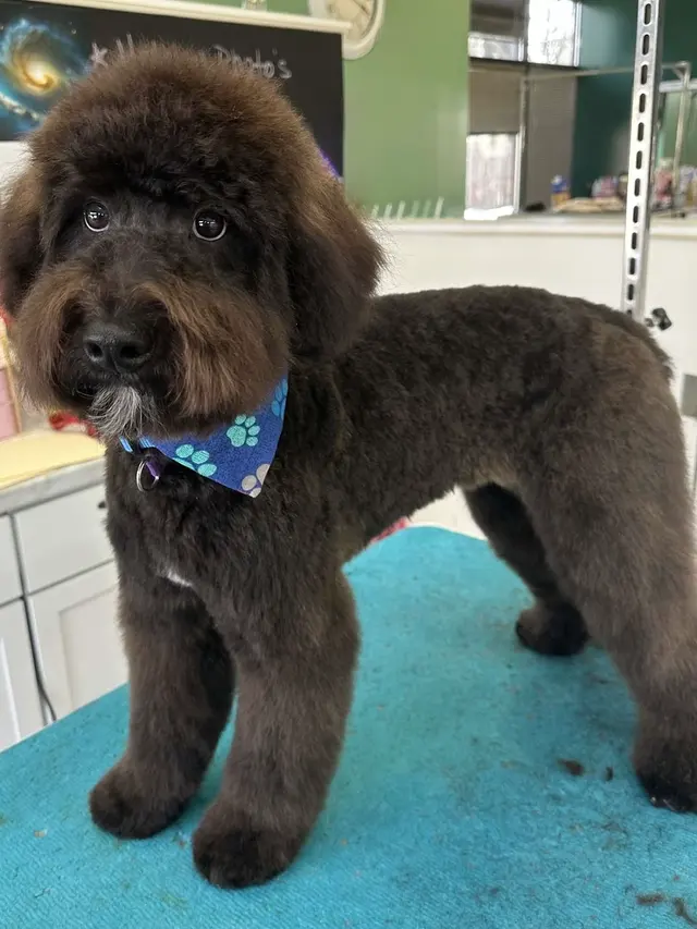 Northern Pawz Dog Grooming and Daycare — photo from the business 4