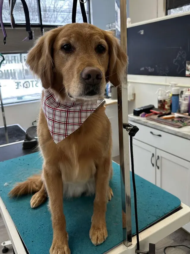 Northern Pawz Dog Grooming and Daycare — photo from the business 5