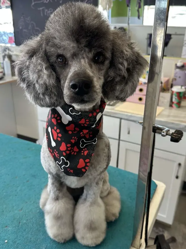 Northern Pawz Dog Grooming and Daycare — photo from the business 9