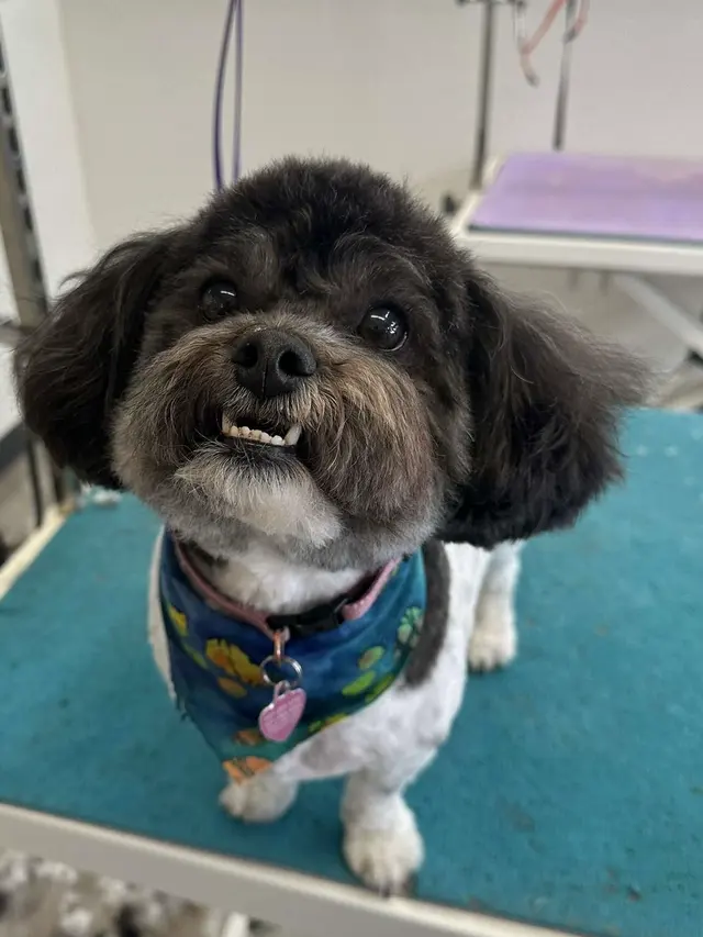 Northern Pawz Dog Grooming and Daycare — photo from the business 12