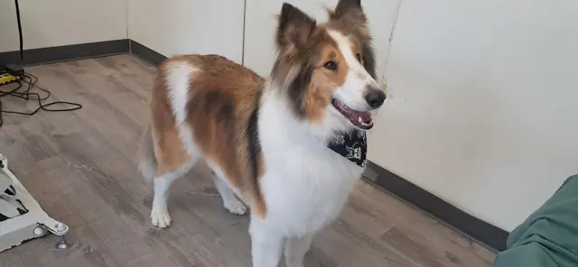 Northern Pawz Dog Grooming and Daycare — photo from the business 10