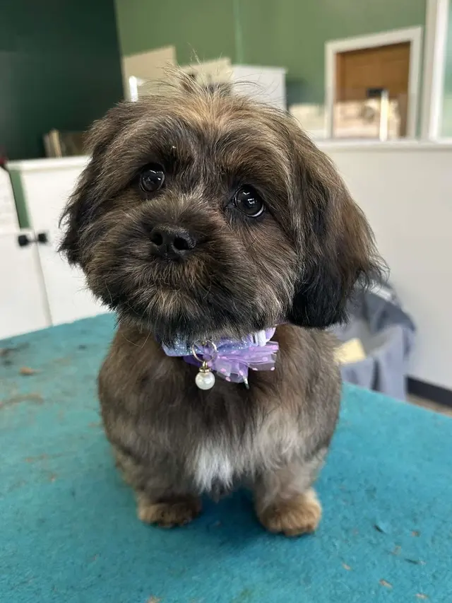 Northern Pawz Dog Grooming and Daycare — photo from the business 2