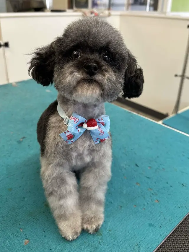 Northern Pawz Dog Grooming and Daycare — photo from the business 11