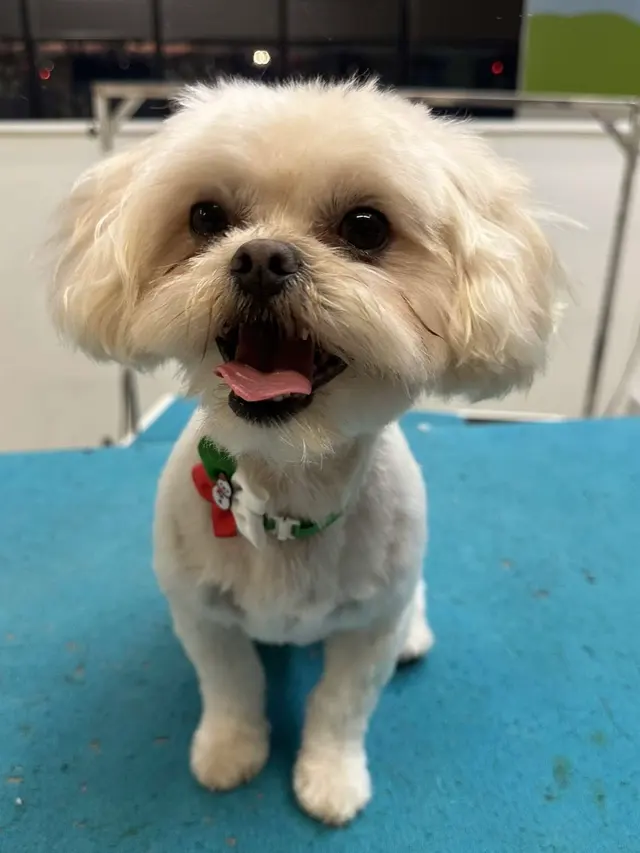 Northern Pawz Dog Grooming and Daycare — photo from the business 1