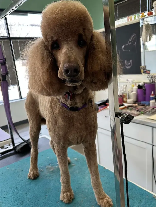 Northern Pawz Dog Grooming and Daycare — photo from the business 3