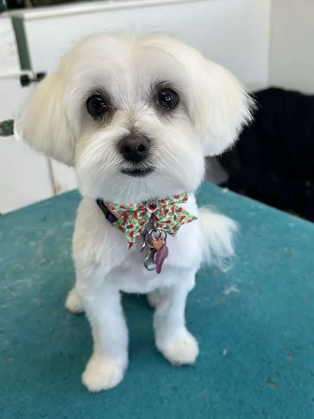 Northern Pawz Dog Grooming and Daycare — photo from the business 7