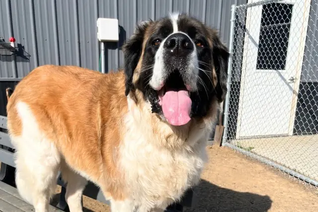 Country Pup Kennel — photo from the business 7