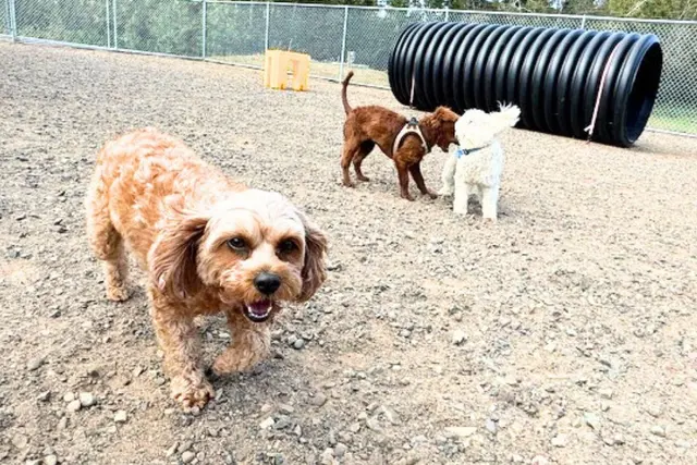 Country Pup Kennel — photo from the business 11
