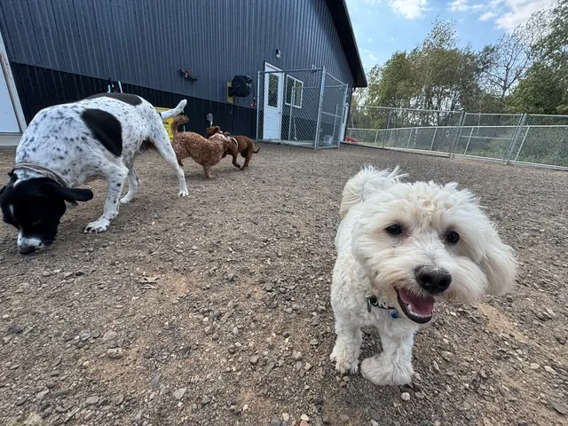 Country Pup Kennel — photo from the business 4