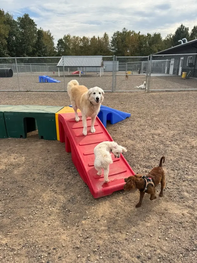 Country Pup Kennel — photo from the business 3