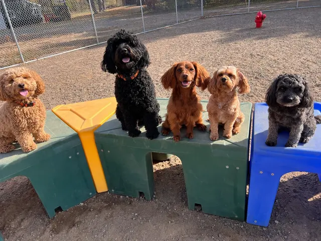 Country Pup Kennel — photo from the business 2