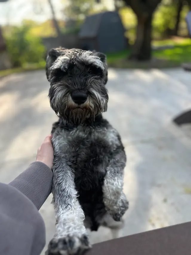 Operation Good Dog — customer photo 8