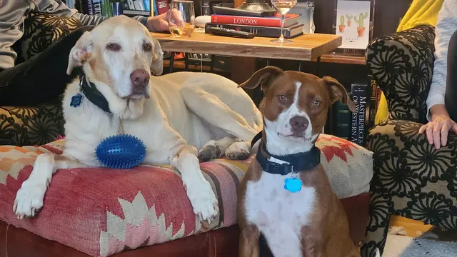 Operation Good Dog — customer photo 7