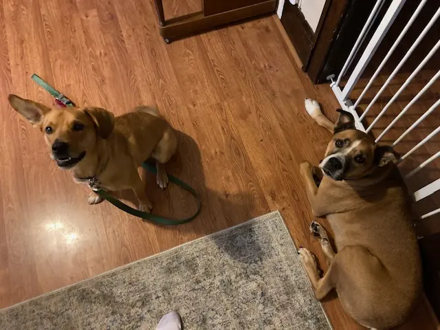 Operation Good Dog — customer photo 4