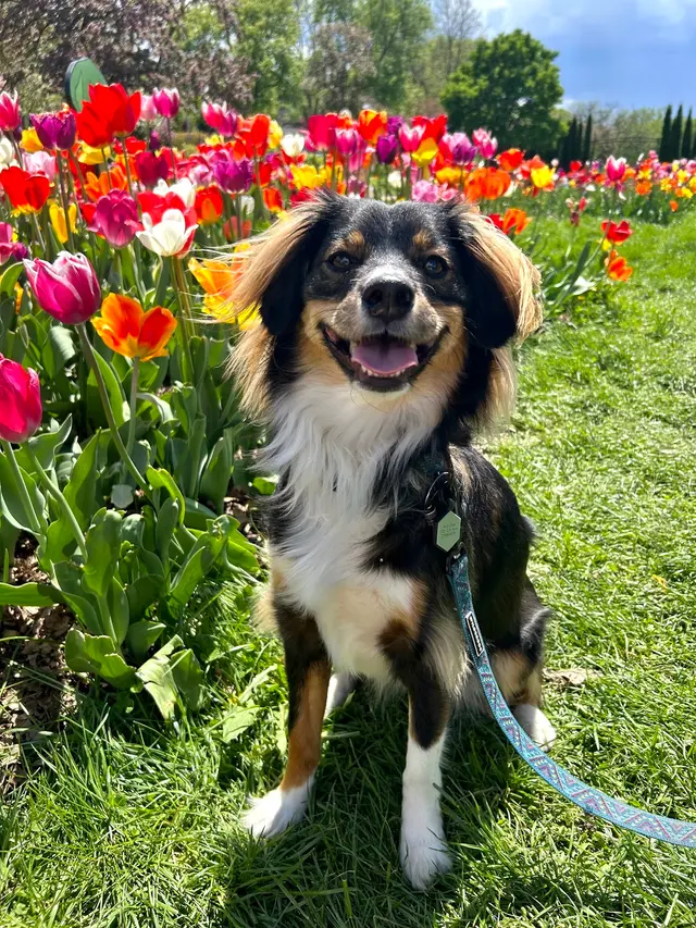 Operation Good Dog — customer photo 5