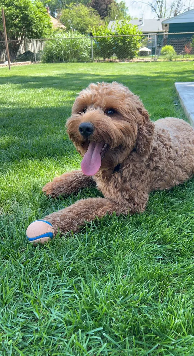 Operation Good Dog — customer photo 1