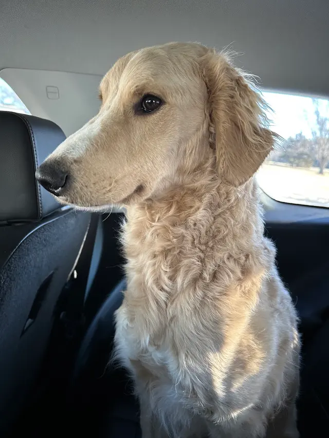 Stevenson Gun Dog and Obedience — customer photo 12