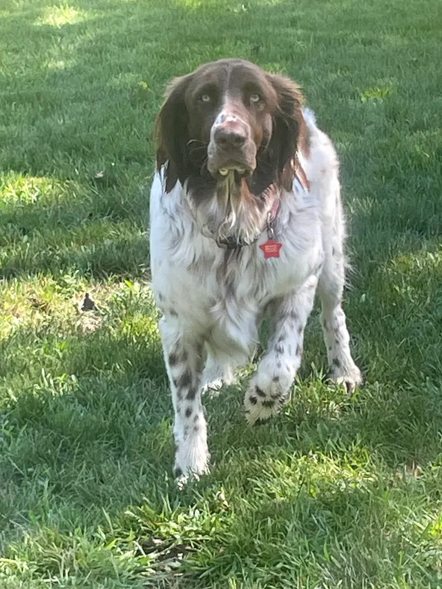 Stevenson Gun Dog and Obedience — customer photo 11