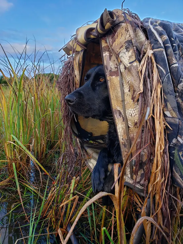 Stevenson Gun Dog and Obedience — customer photo 9