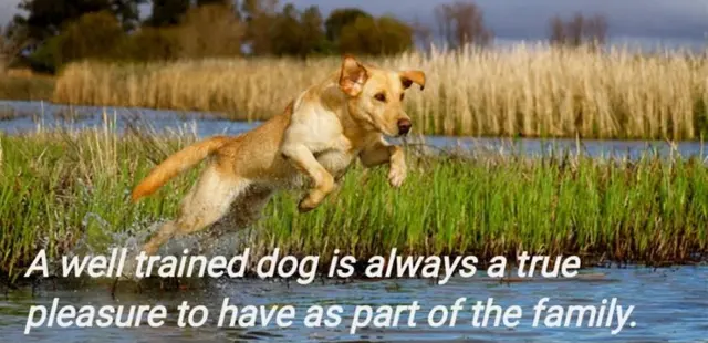 Stevenson Gun Dog and Obedience — photo from the business 1
