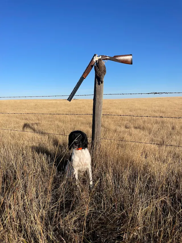 Stevenson Gun Dog and Obedience — customer photo 8