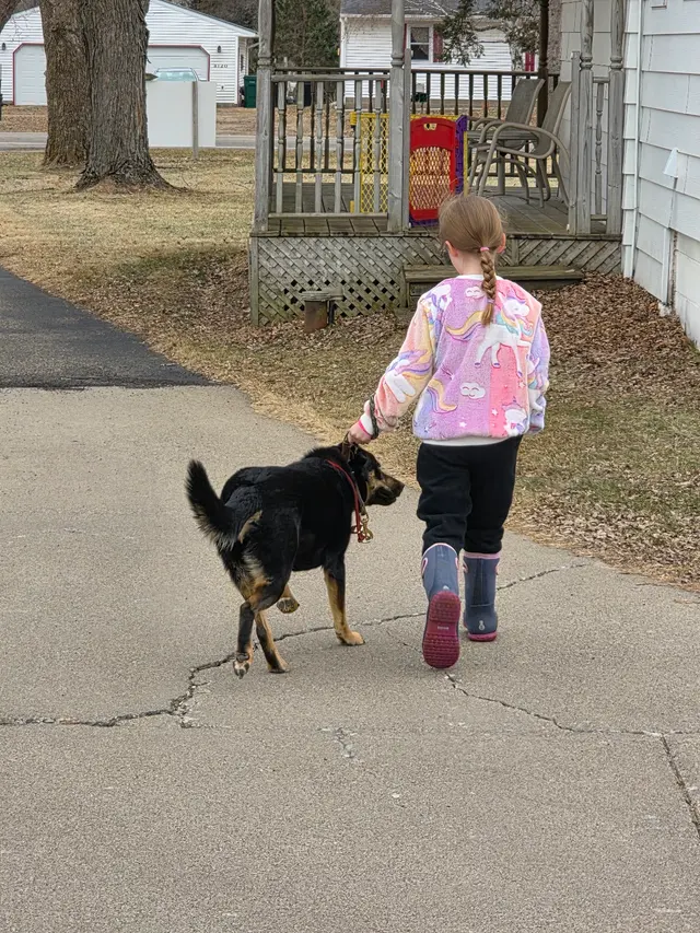 Stevenson Gun Dog and Obedience — customer photo 4