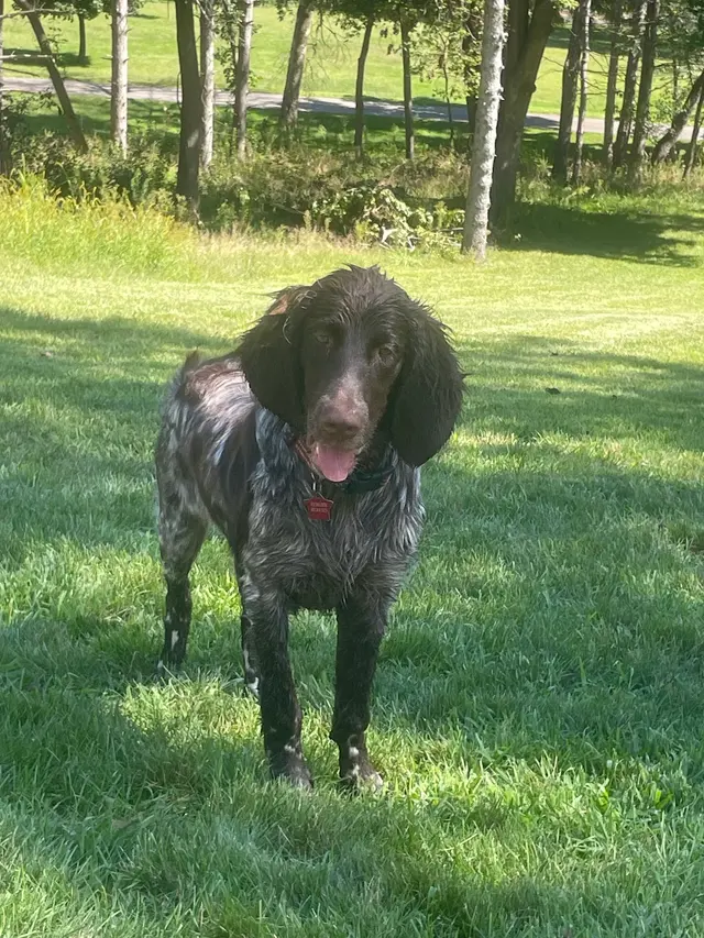 Stevenson Gun Dog and Obedience — customer photo 6