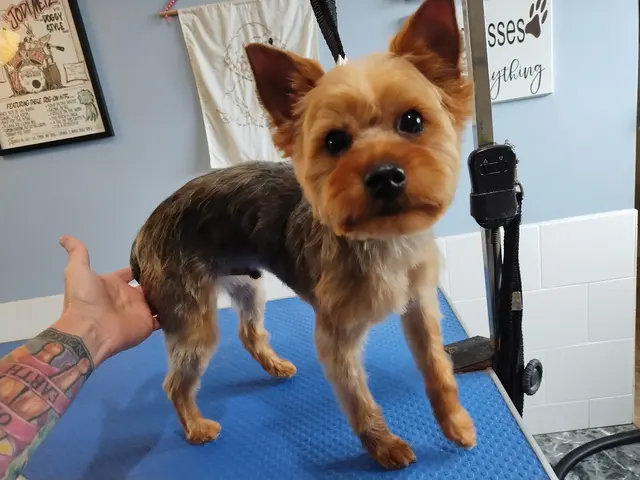 Metz Dog Grooming — customer photo 4