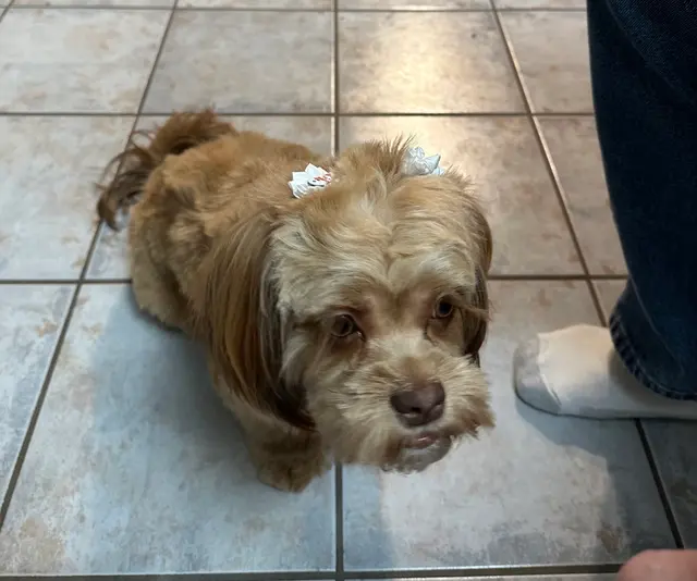 Metz Dog Grooming — customer photo 11
