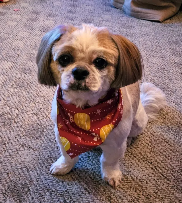 Metz Dog Grooming — customer photo 2
