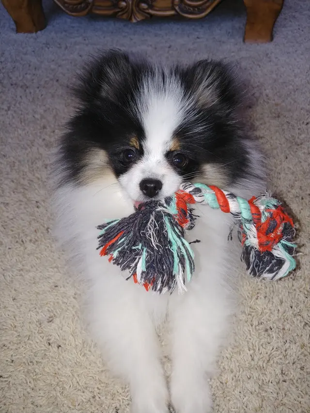 Metz Dog Grooming — customer photo 9